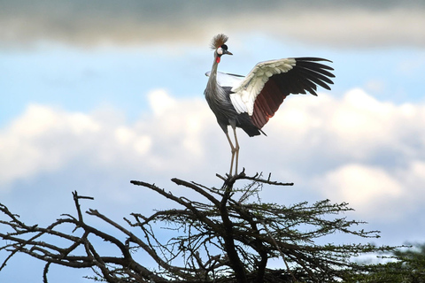 Kenya: 8-Day Safari to Amboseli, Rift Valley & Mara