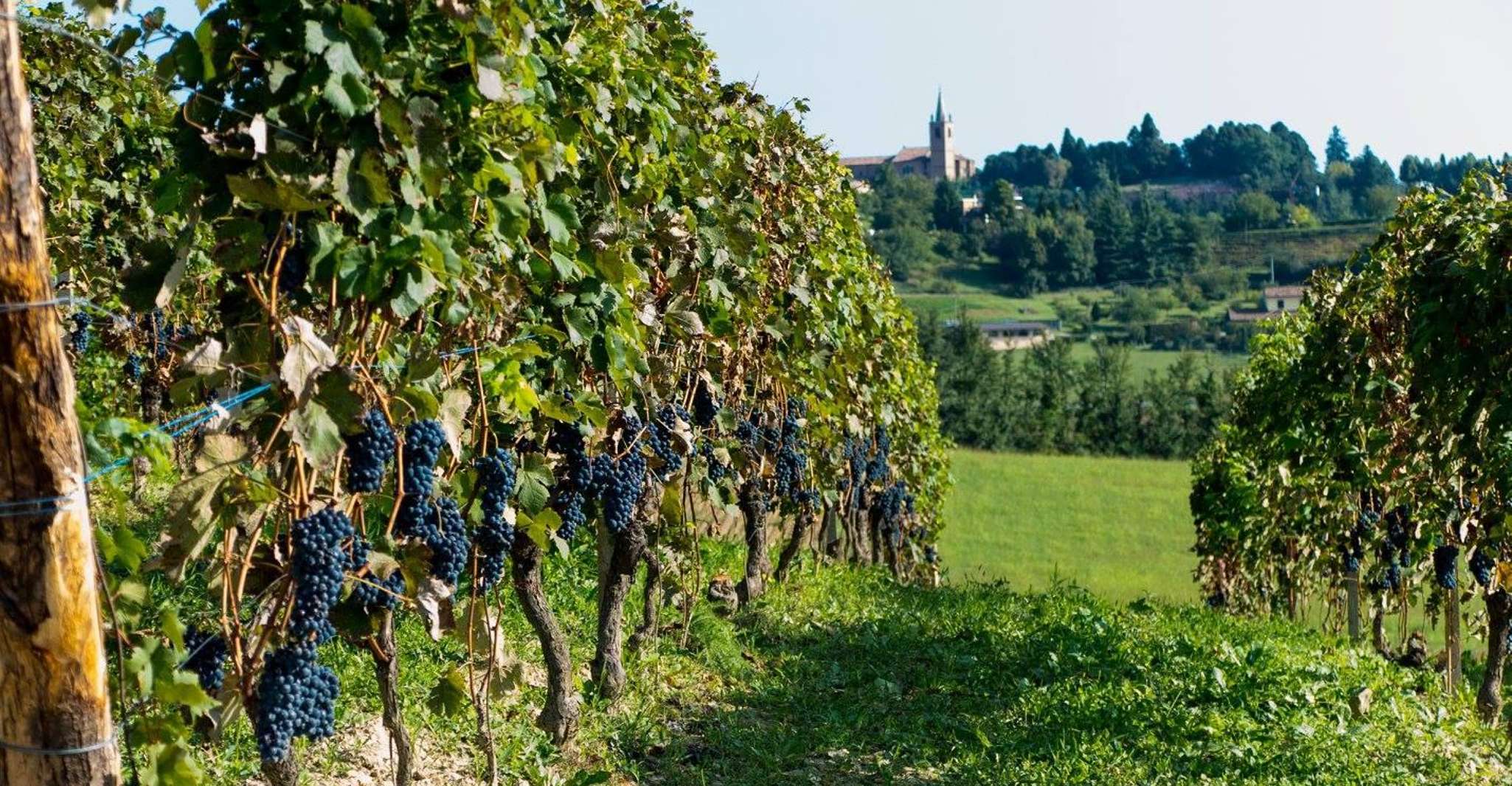 Degustazione Vini Nel Cuore Del Monferrato - Premium