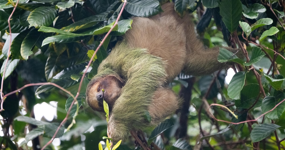 Assured Sloth Watching with Specialist Guide near La Fortuna | GetYourGuide
