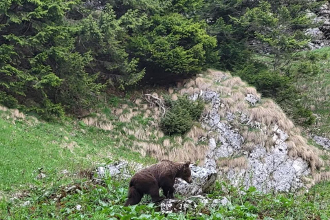 Brașov: Seven Ladders Canyon Guided Hike with Pickup