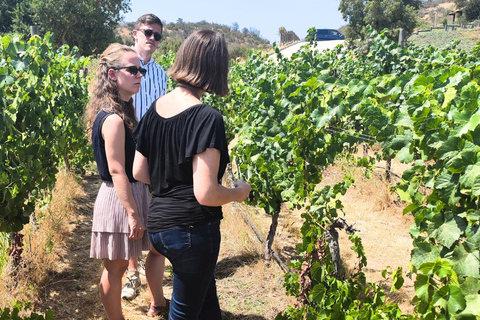 Casablanca-Valparaíso: Explore 2 vineyards with a tour, tasting, and lunch Casablanca, 2 vineyards Tour and tasting + Lunch