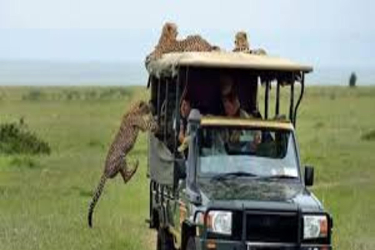 Nairobi: 2-tägige Safari im Amboseli-Nationalpark