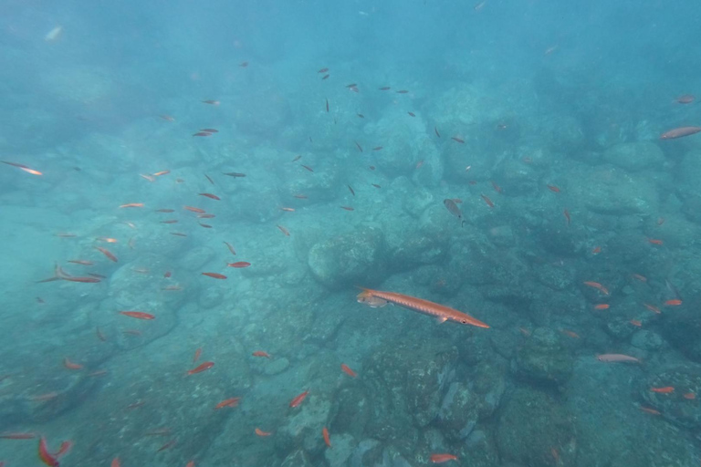 Tenerife: Kayak & Snorkeling Tour - Small Groups