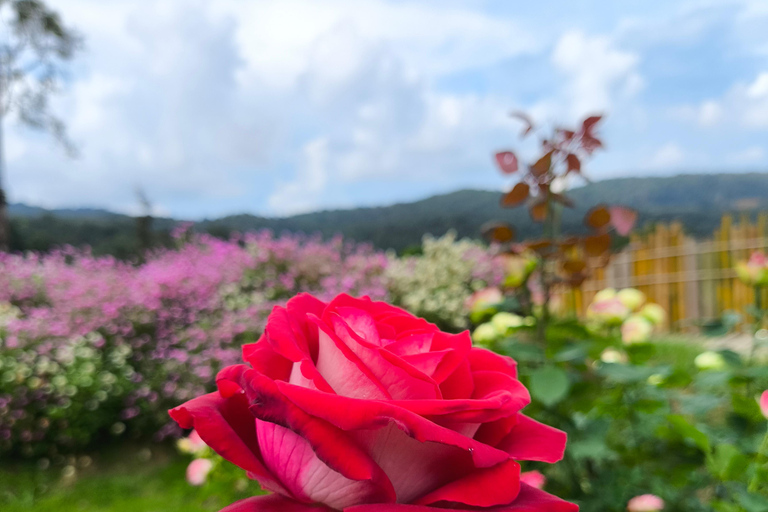 Chiang Mai: Pro Private Driver Service with Custom Itinerary