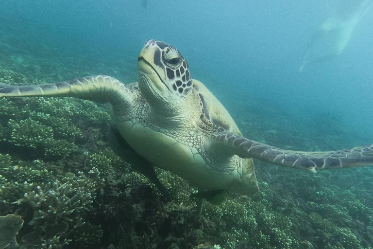 Koh Tao: Koh Nangyuan & Hidden Bays Snorkeling Tour w/ Lunch