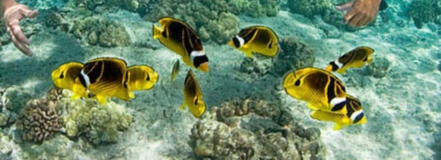 Île de Mnemba : baignade et plongée avec les dauphins