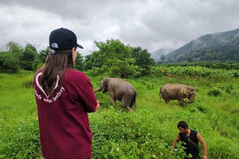 Chiang Mai: Elephants, Sticky Waterfalls, Market and Temple - Image 2