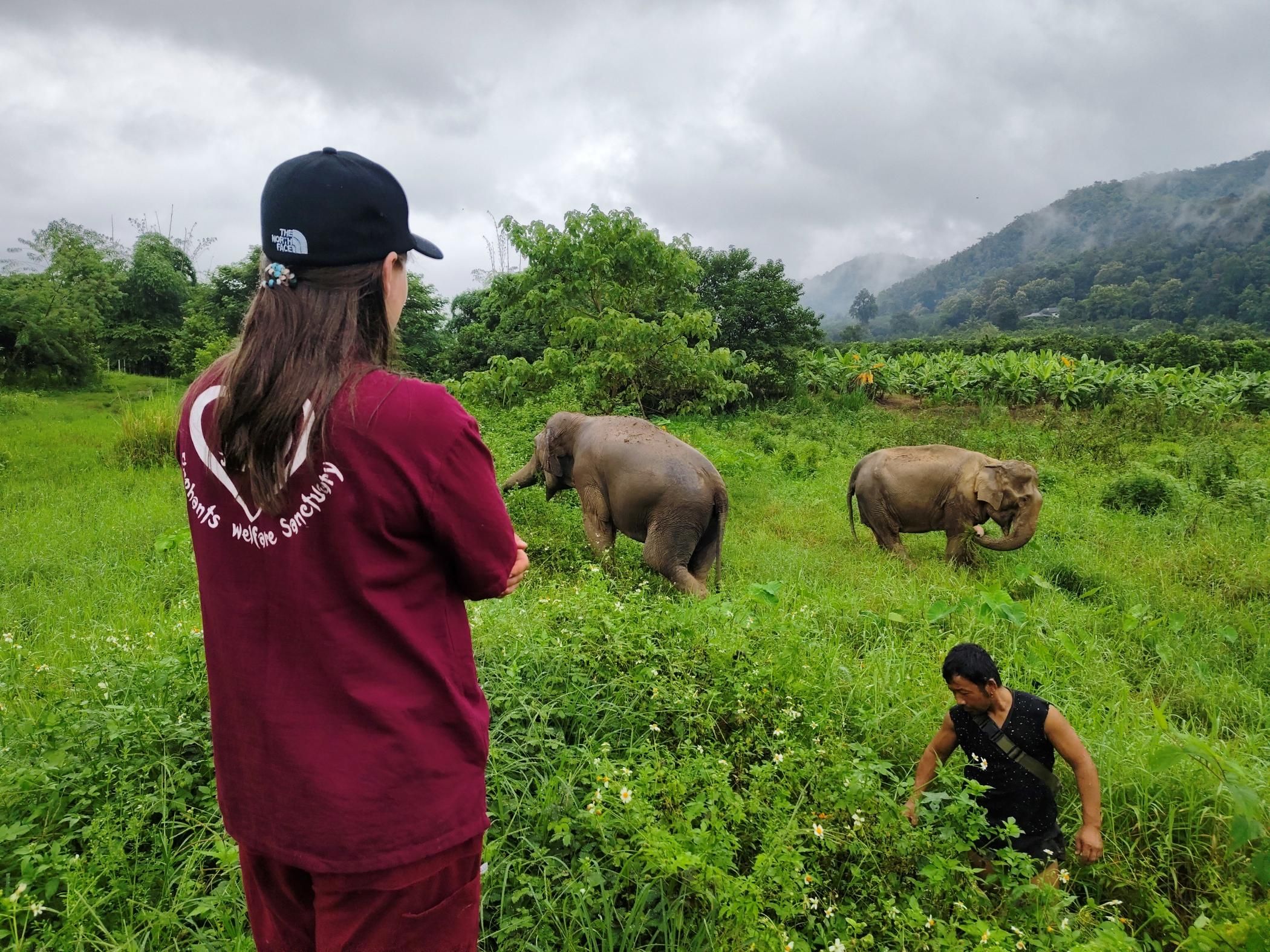 Chiang Mai: Elefanten, klebrige Wasserfälle, Markt und Tempel