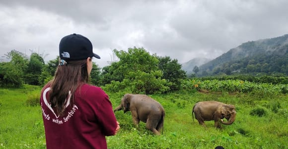 Chiang Mai: Elephants, Sticky Waterfalls, Market and Temple