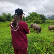Chiang Mai: Elephants, Sticky Waterfalls, Market and Temple
