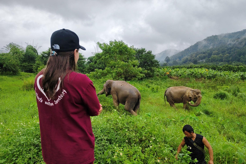 4 Experiences: Elephants, Sticky waterfalls, Market &amp; templeElephants: Sticky waterfalls: Local Market: Wat Banden