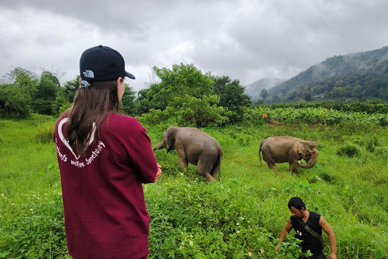 4 Experiences: Elephants, Sticky waterfalls, Market &amp; templeElephants: Sticky waterfalls: Local Market: Wat Banden