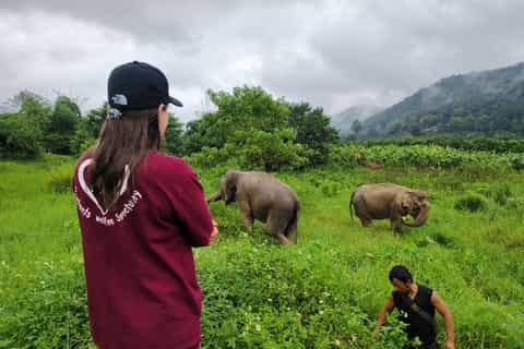 Chiang Mai: Elephants, Sticky Waterfalls, Market and Temple - Image 3