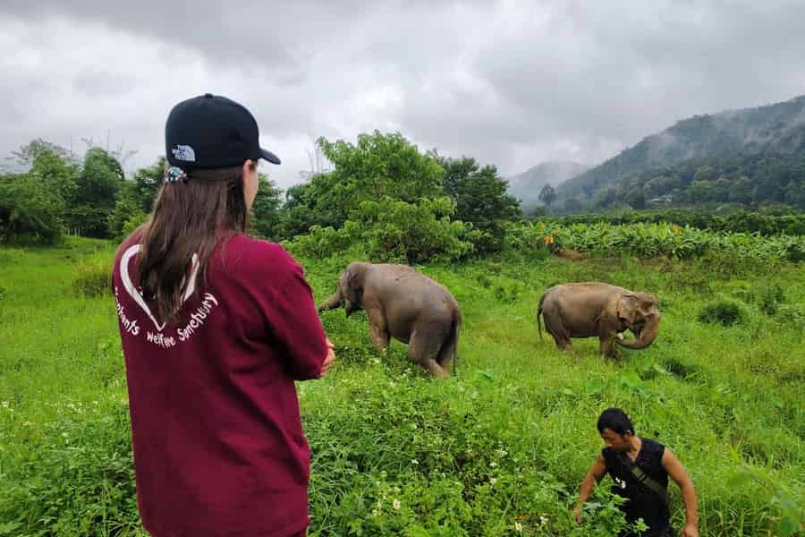 Chiang Mai: Elefanten, klebrige Wasserfälle, Markt und Tempel. Foto: GetYourGuide Chiang Mai: Elefanten, klebrige Wasserfälle, Markt und Tempel. Foto: GetYourGuide