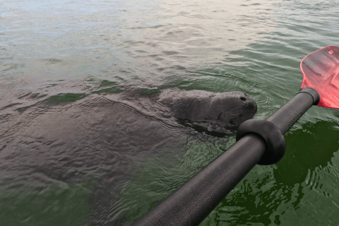 Sarasota: Clear Kayak Mangrove Tunnel Eco Tour