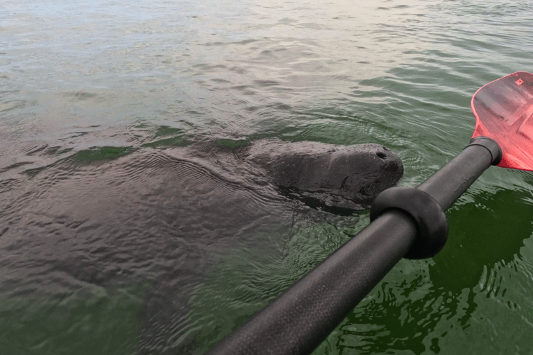 Sarasota: Clear Kayak Mangrove Tunnel Eco Tour