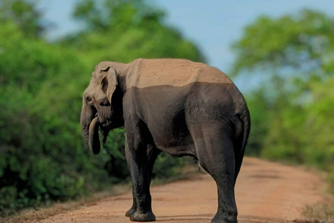 From Colombo/Negombo: Yala National Park 4x4 Jeep Safari …