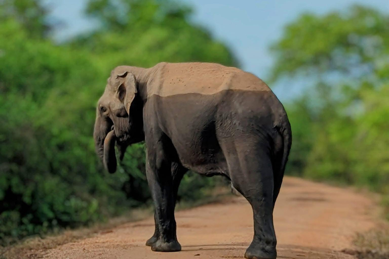 From Colombo/Negombo: Yala National Park 4x4 Jeep Safari …