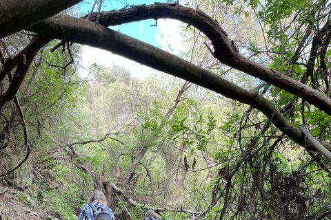 Gran Canaria: excursie naar de Barranco de los CernícalosGran Canaria: trip naar de Barranco de los Cernícalos