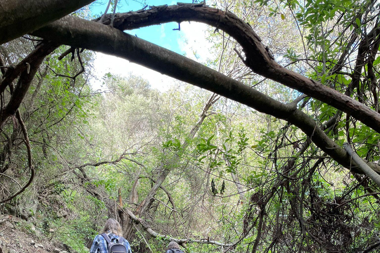 Gran Canaria: excursie naar de Barranco de los CernícalosGran Canaria: trip naar de Barranco de los Cernícalos