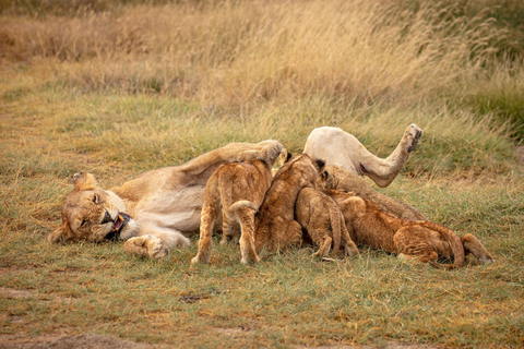 Arusha: 3-Day Serengeti, Ngorongoro & Tarangire Safari