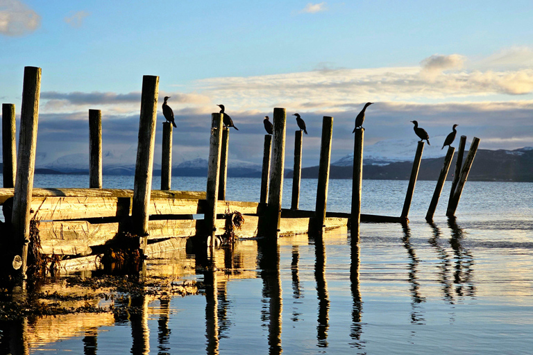 From Tromsø: Arctic Wildlife &amp; Fjord Sightseeing Tour by Car