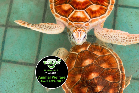 Phuket: Sea Turle Center,Temples,Tsunami & Elephant and More