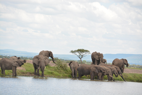 Vanuit Arusha/Karatu: Dagtrip Ngorongoro Krater met Lunch