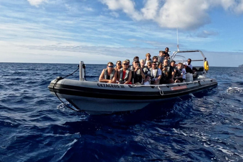 Funchal: Cruzeiro de observação de baleias e natação com golfinhos