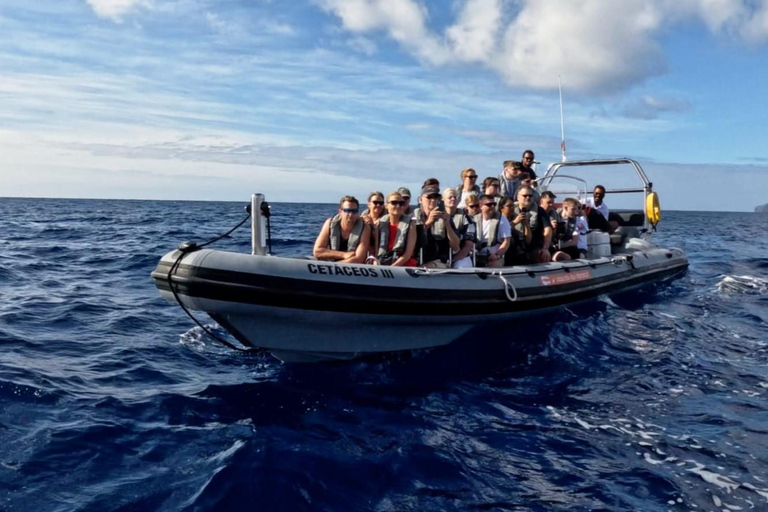 Funchal: Cruzeiro de observação de baleias e natação com golfinhos