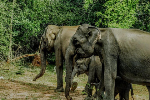 Wilpattu National Park Private Safari Jeep Tour Tour Starting Colombo/Negombo/Kandy Area