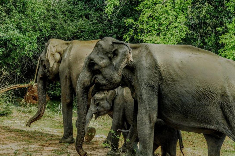 Wilpattu National Park Private Safari Jeep Tour Tour Starting Colombo/Negombo/Kandy Area