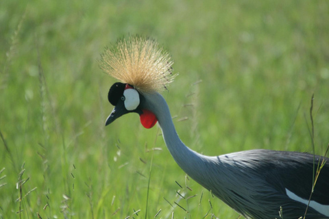 Safari dans le Kenya sauvage Explorez Amboseli, Tsavo Ouest et Tsavo Est 4 joursSafari sauvage au Kenya : découvrez Amboseli, Tsavo Ouest et Tsavo Est en 4 jours