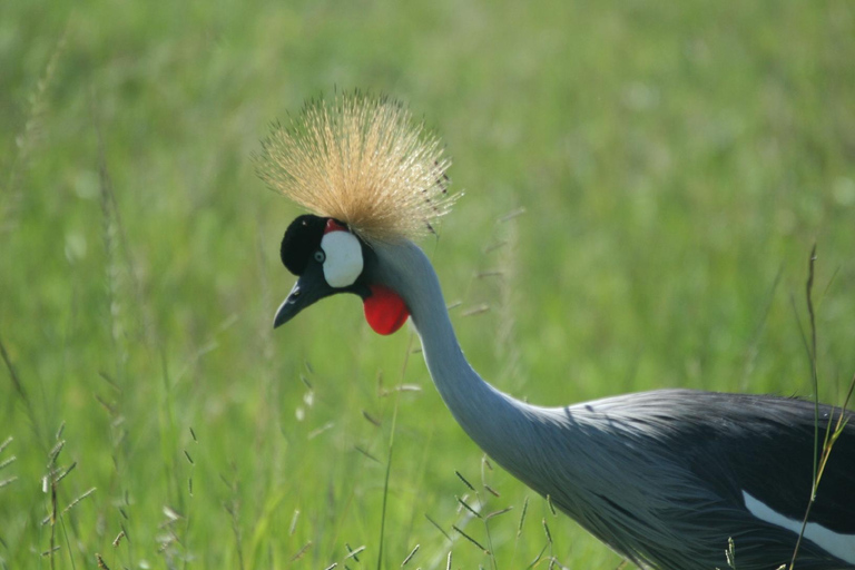 Safari dans le Kenya sauvage Explorez Amboseli, Tsavo Ouest et Tsavo Est 4 joursSafari sauvage au Kenya : découvrez Amboseli, Tsavo Ouest et Tsavo Est en 4 jours