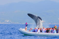 Dolphin & whale watching | Cabo San Lucas things to do in Cabo San Lucas