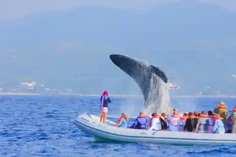 Puerto Vallarta: Whale Watching Tour by Speed Boat and Hydrophone