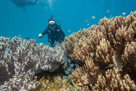 Visite des îles Cham, plongée en apnée et plongée sous-marineVisite de groupe