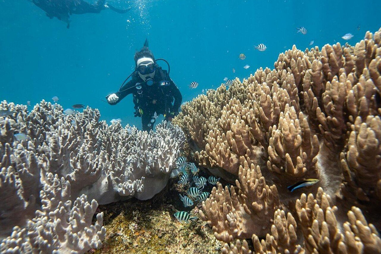 Visite des îles Cham, plongée en apnée et plongée sous-marineVisite de groupe