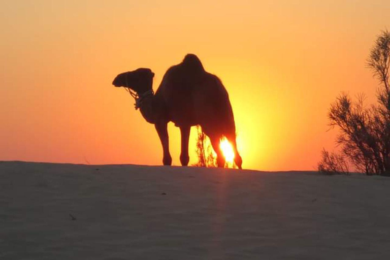 Excursão ao pôr do sol em Ksar Ghilane: Magia do Deserto a partir de Djerba