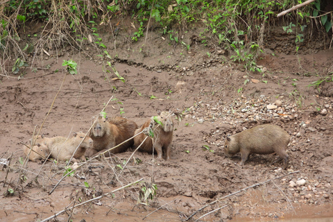 Cusco: 4-Day Manu National Park Tour