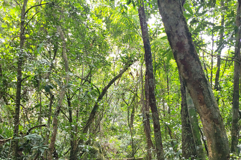 JUATINGA : Circuit de 4 jours FORÊT ATLANTIQUE et PLAGES - PARATY - RIO DE JANEIRO