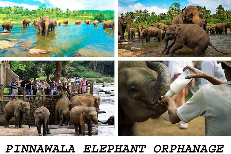 Kandy To Pinnawala Elephant Orphanage Private Tour