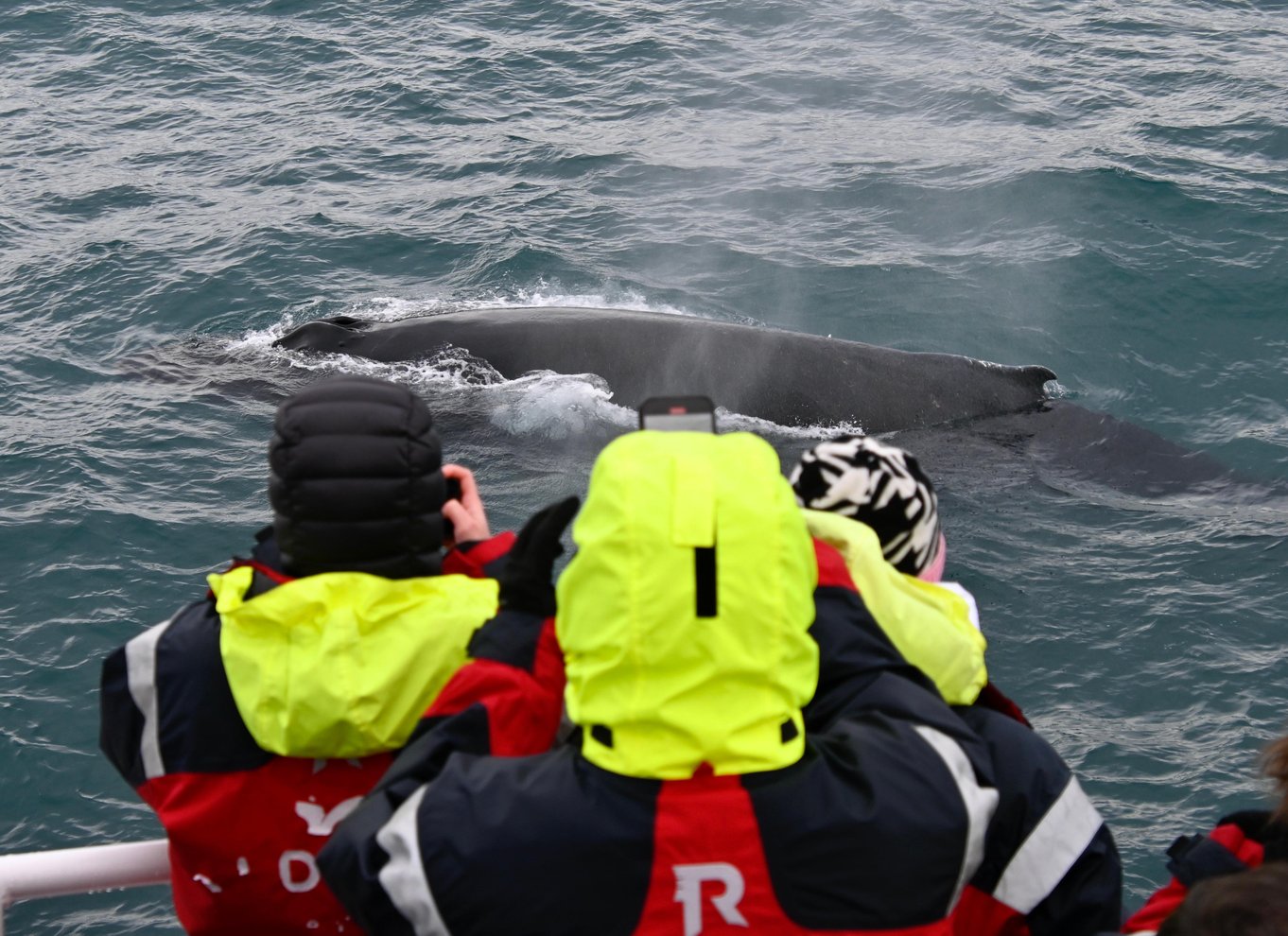 Reykjavik: den originale 3-timers hvalsafari