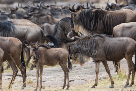 Tanzania: 11-Day Safari and Beach Adventure