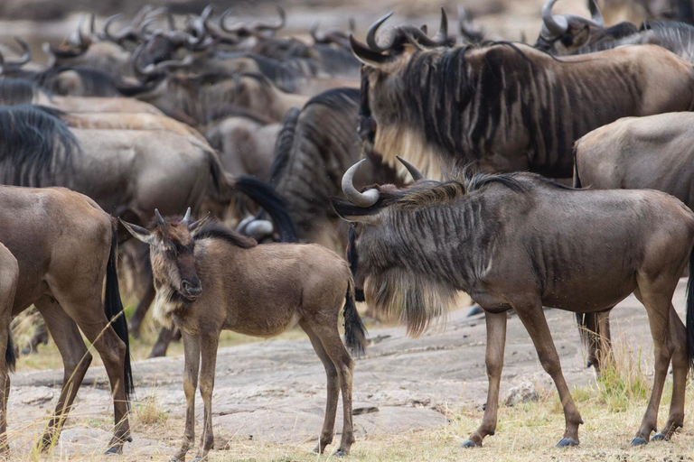 Tanzania: 11-Day Safari and Beach Adventure