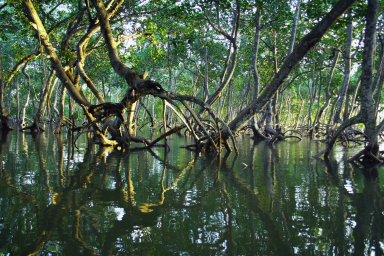 Aventure dans la mangrove à Bentota