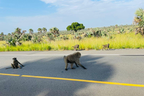 Uganda: 3-Day Murchison Falls & Kibale Chimpanzee Trekking