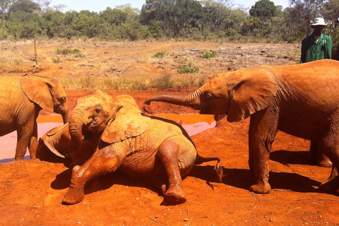 Tour guidato dell&#039;orfanotrofio degli elefanti David SheldrickTour guidato dell&#039;orfanotrofio degli elefanti