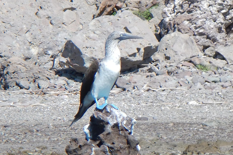 Coronado Island and Snorkel Tour