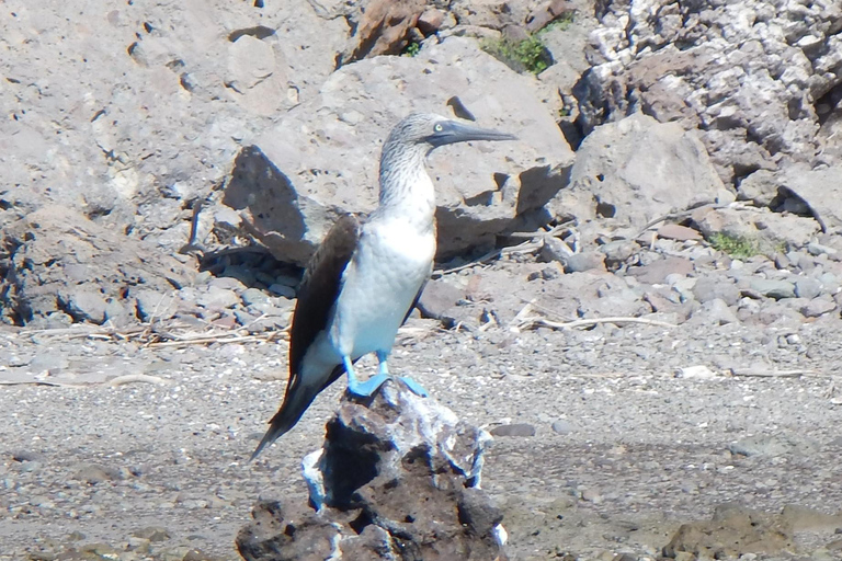 Coronado Island and Snorkel Tour